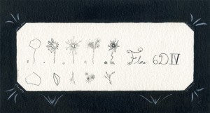 encre curiosites flore_copyright anne agostini encre curiosites flore_copyright anne agostini