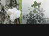 portfolio-proche_copyright-anne-agostini-web